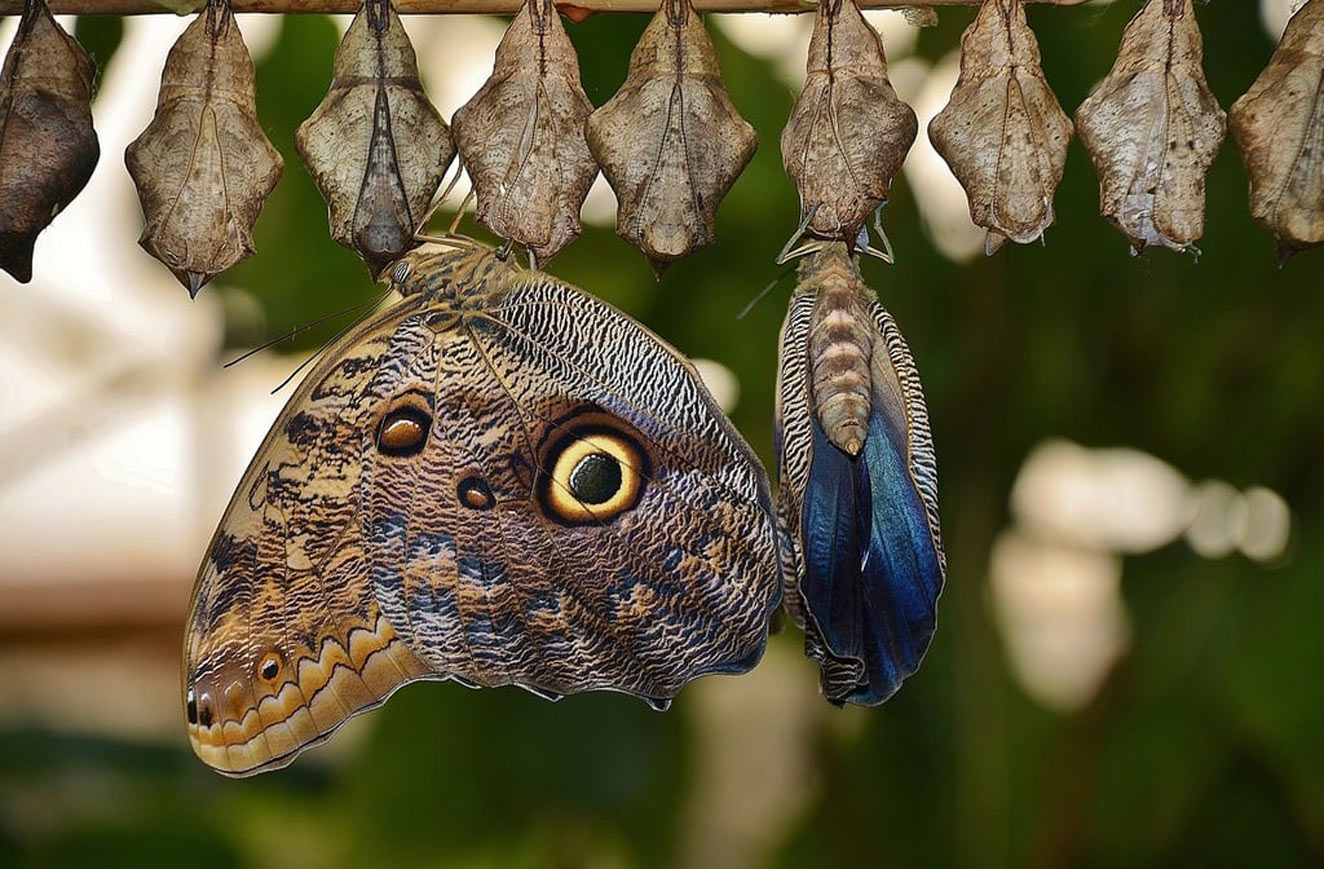 Chrysalis house hatching blue morphos