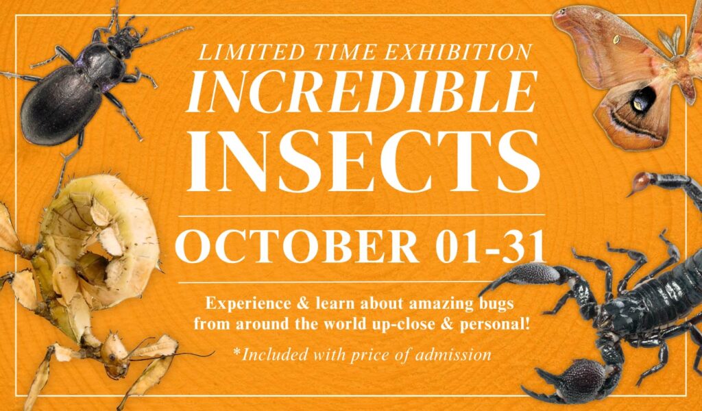 Incredible Insect Exhibit - Oct 1-31